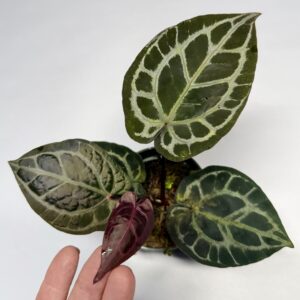 5576 Anthurium Tim Anderson Wonderboy lineage