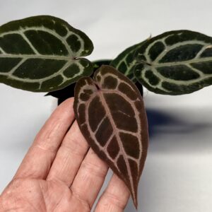 5579 Anthurium Tim Anderson Wonderboy lineage