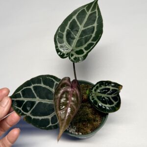 5305 Anthurium Tim Anderson Wonderboy lineage