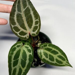 5578 Anthurium Tim Anderson Wonderboy lineage