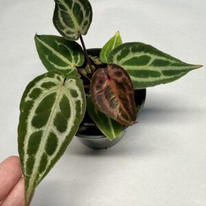 5581 Anthurium Tim Anderson Wonderboy lineage