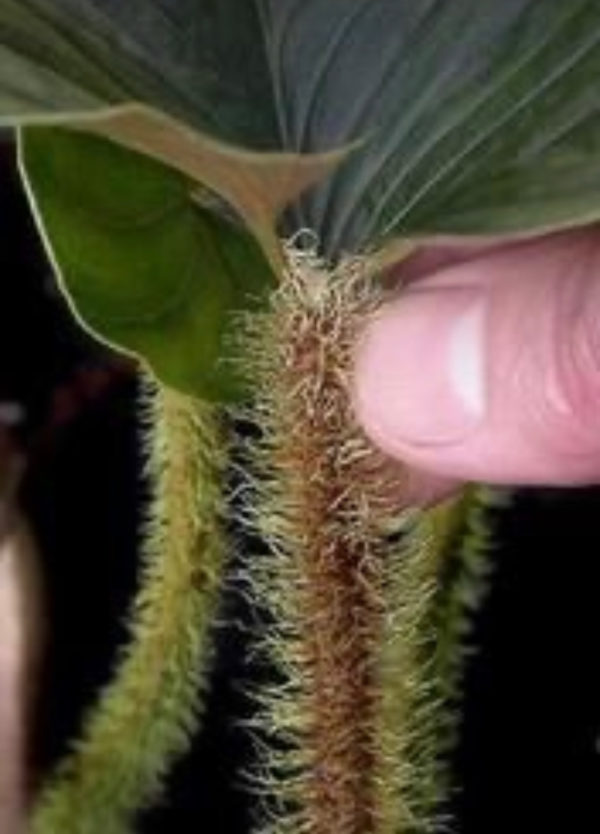 Philodendron squamicaule/serpens