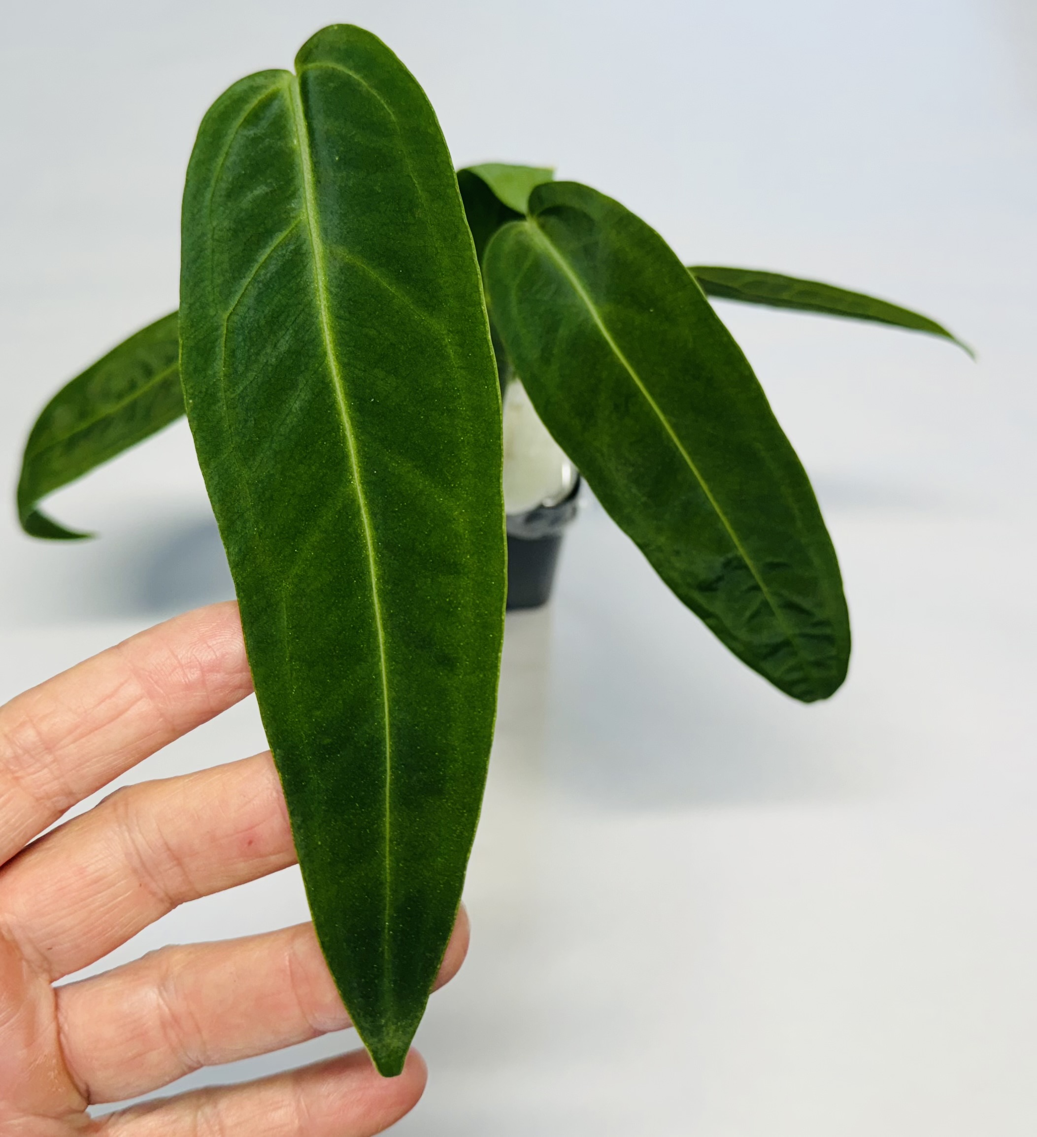 Anthurium warocqueanum dark form NSE Tropicals