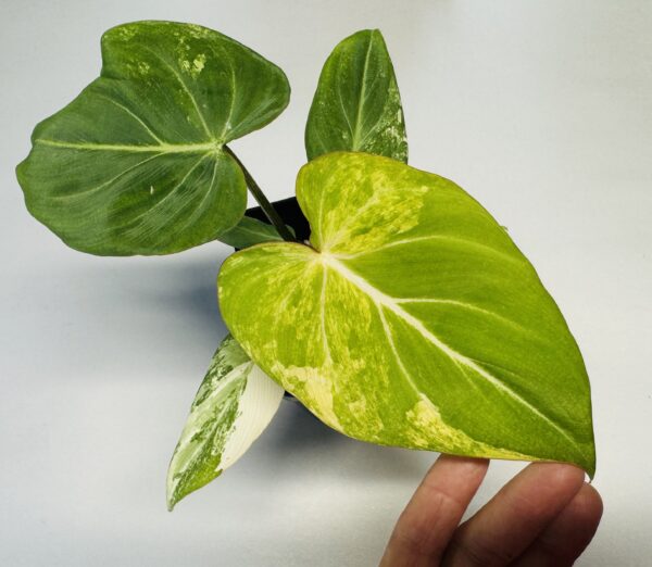 Variegated Philodendron gloriosum type 2