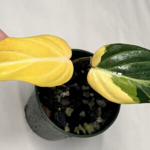 5639 Philodendron gloriosum type 1