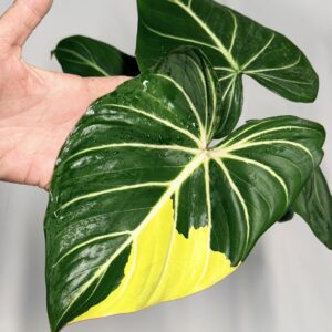 5640 Philodendron gloriosum type 1