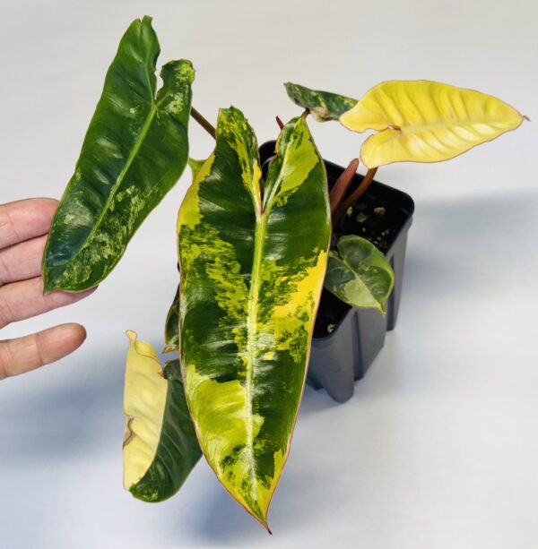 Variegated Philodendron billietiae - Image 2