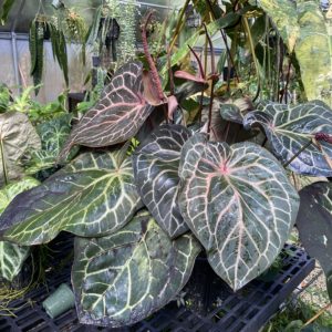 Anthurium NSE red crystallinum seedling - NSE Tropicals