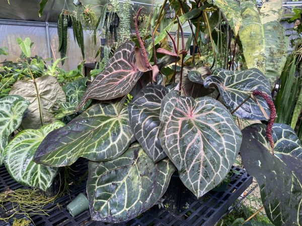 Anthurium NSE red crystallinum seedling - Image 2