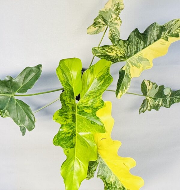 Philodendron williamsii hybrid variegated