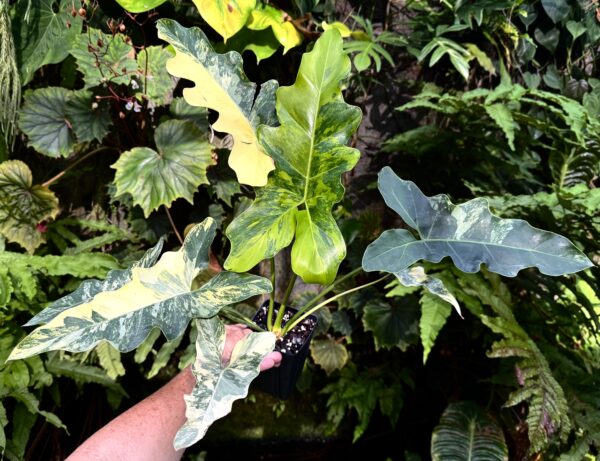 Philodendron williamsii hybrid variegated - Image 2