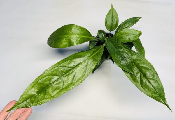 Anthurium 'Big BIll' - Image 2