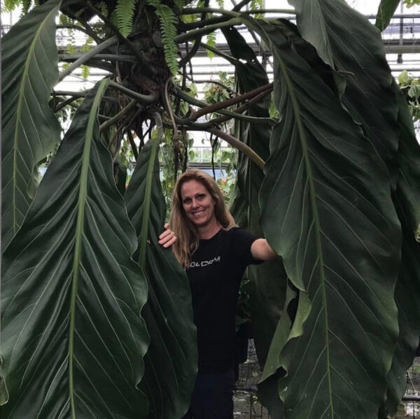 Anthurium 'Big BIll'
