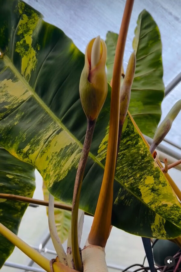 Variegated Philodendron billietiae