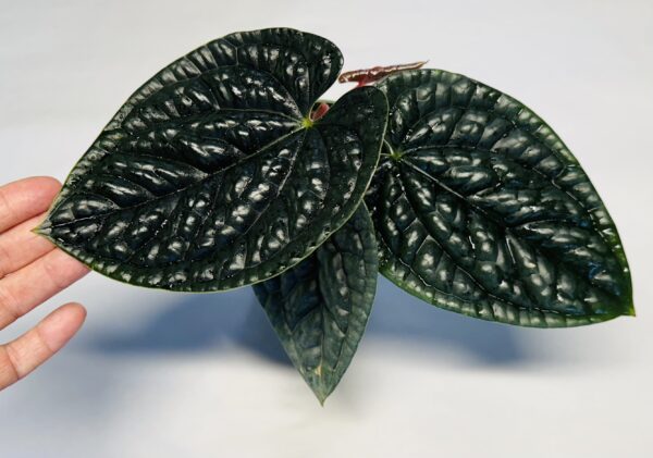 Small Anthurium luxurians - Image 2