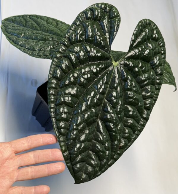 Lg Anthurium luxurians - Image 2