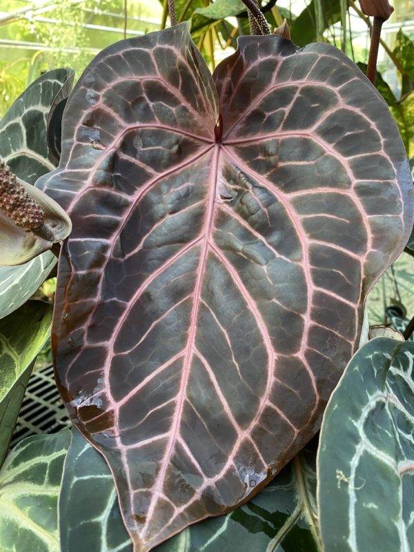 5 sprouted seeds Anthurium NSE red crystallinum