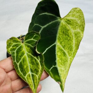 Variegated Anthurium crystallinum hybrid
