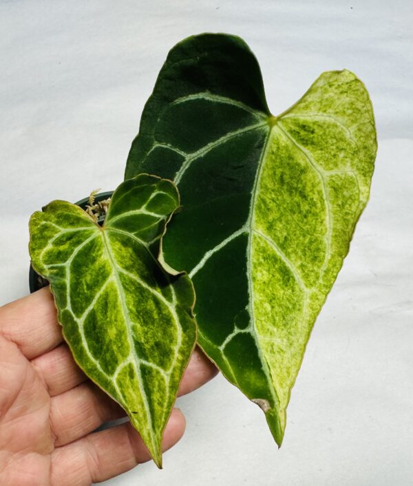 Variegated Anthurium crystallinum hybrid