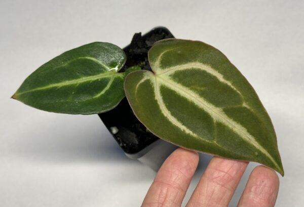 Anthurium carlablackiae - Image 4