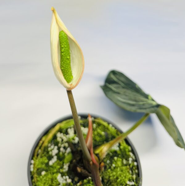 Anthurium carlablackiae - Image 3