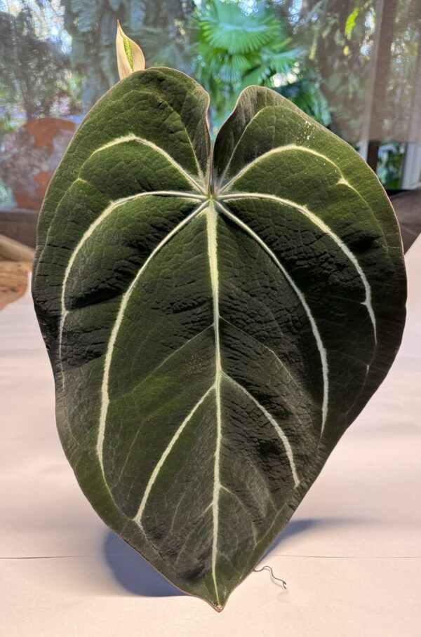Anthurium carlablackiae - Image 2