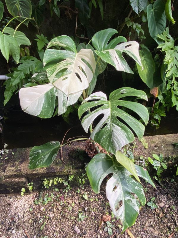 #1 Monstera albo variegated