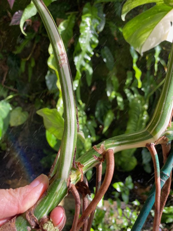 #1 Monstera albo variegated - Image 3