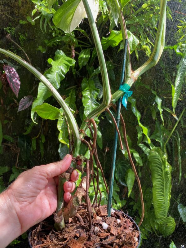 #1 Monstera albo variegated - Image 2