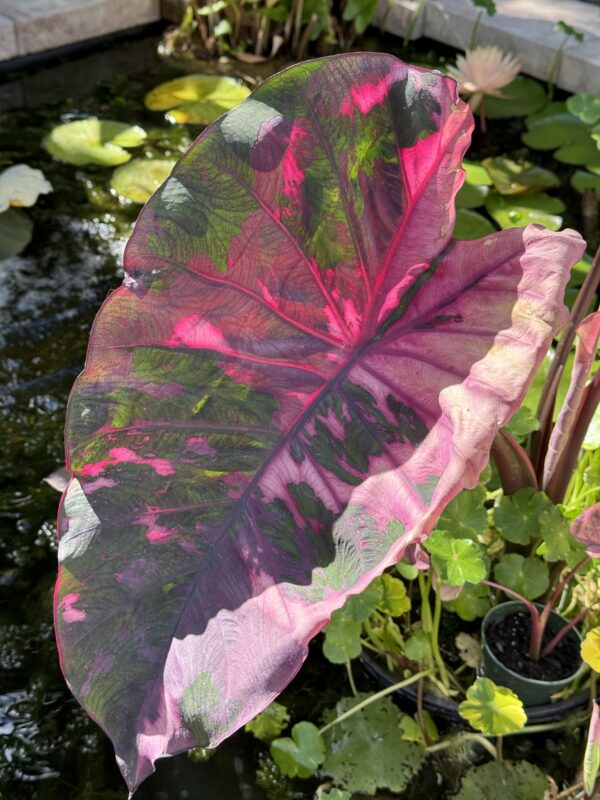 Colocasia 'Phet-pusa'