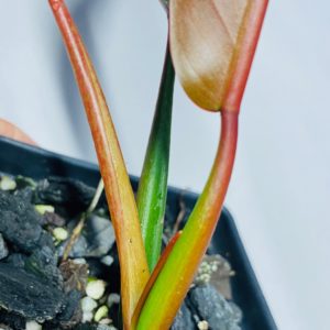 Philodendron bicolor