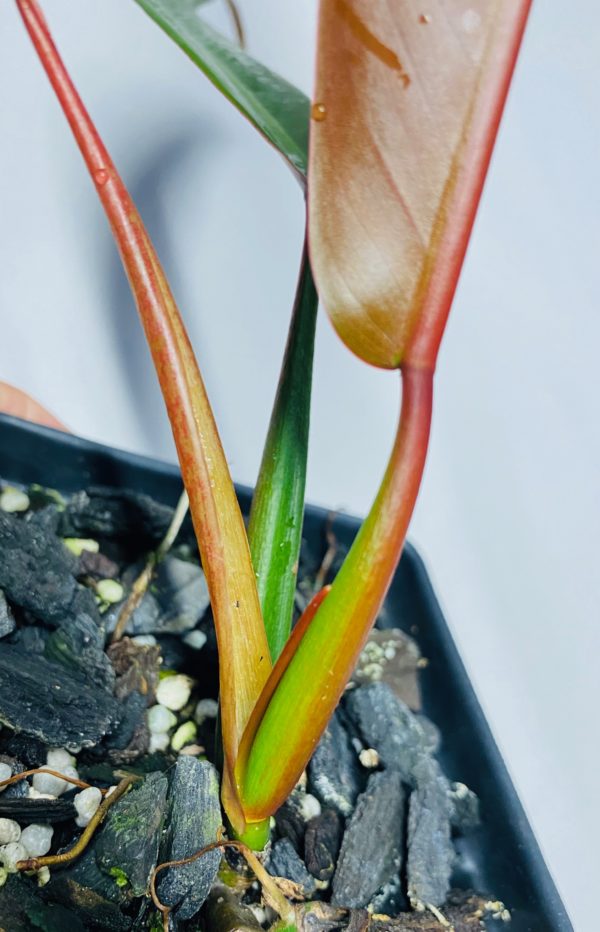 Philodendron bicolor