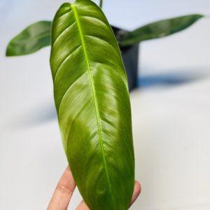 Philodendron patriciae - NSE Tropicals