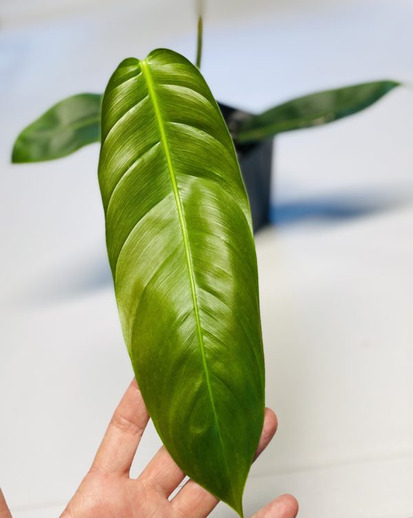 Philodendron patriciae - Image 4