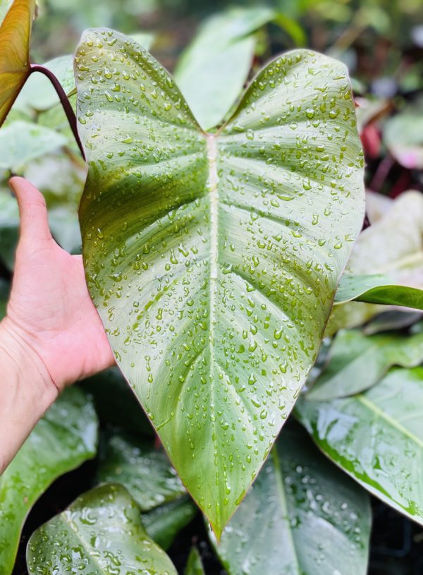 Philodendron erubescens hybrid