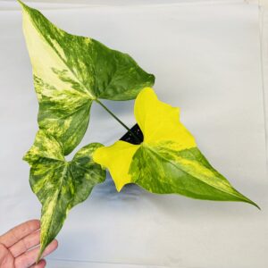 Anthurium pterodactyl variegated