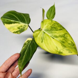 0850 Variegated Philodendron gloriosum type 2