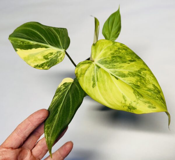 0850 Variegated Philodendron gloriosum type 2