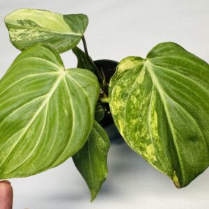 0851 Variegated Philodendron gloriosum type 2