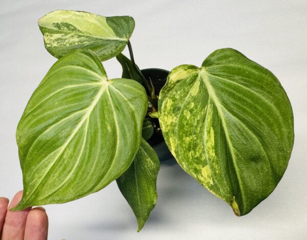 0851 Variegated Philodendron gloriosum type 2
