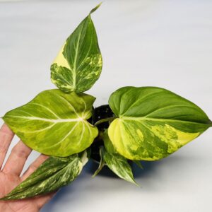 0848 Variegated Philodendron gloriosum type 2