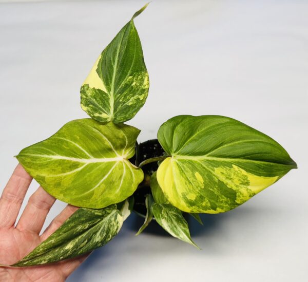0848 Variegated Philodendron gloriosum type 2
