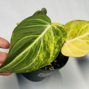 0515 Variegated Philodendron gloriosum type 2