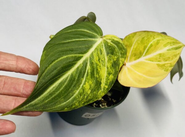 0515 Variegated Philodendron gloriosum type 2