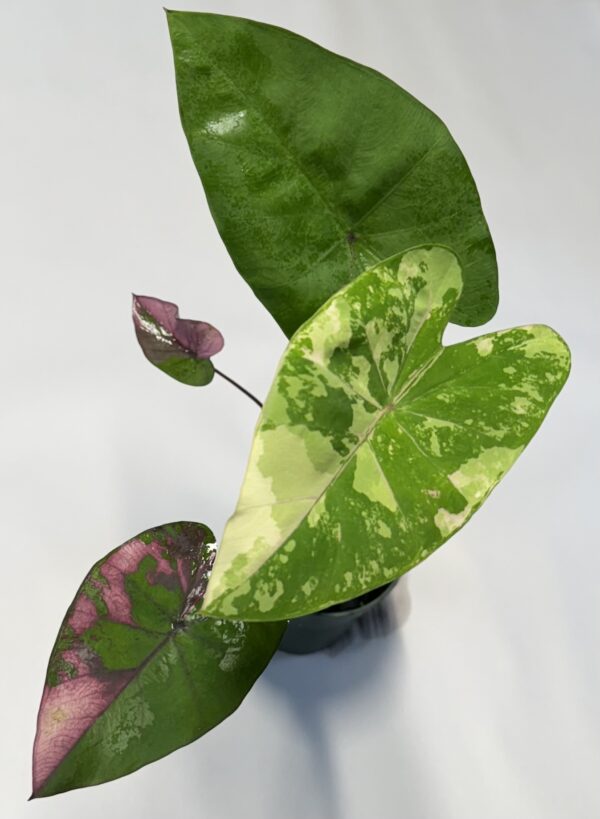 Colocasia 'Phet-pusa' - Image 2