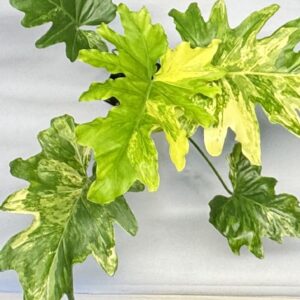 0703 Philodendron selloum variegated
