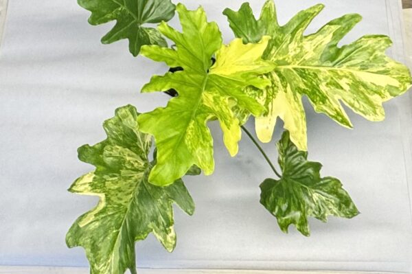 0703 Philodendron selloum variegated