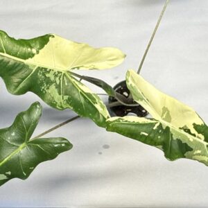 0910 Alocasia sarian variegated