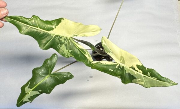 0910 Alocasia sarian variegated