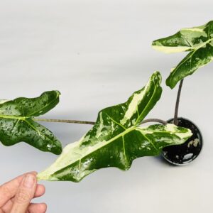 7217 Alocasia sarian variegated